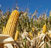 Corn is a Renewable Resource!
