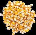 Types of Corn Grown in Kentucky Yellow Field Corn - Also known as Dent Corn, this type of