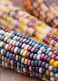 Food-Grade Corn - This type of corn is similar to yellow field corn, but may have a higher