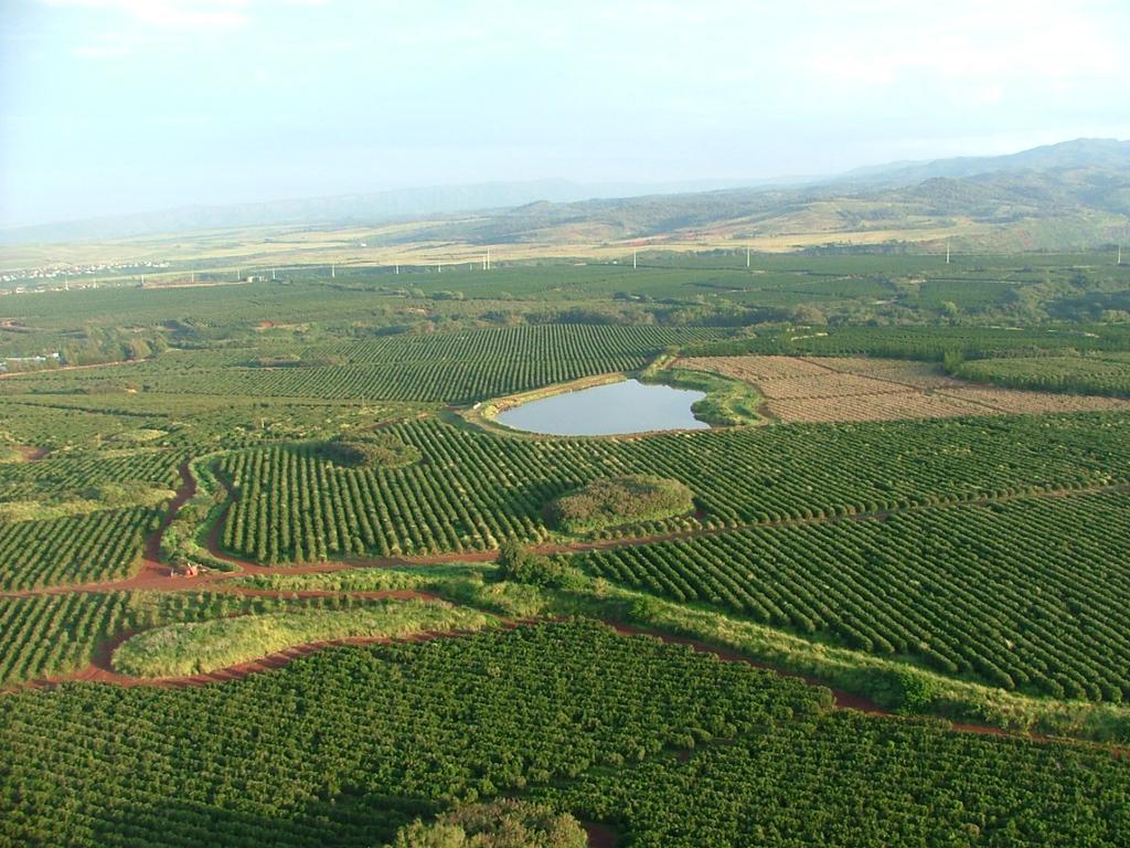 Island f Kauai Kauai Cffee Cmpany 2013/14 Yield/Acreage: 2,413 acs. harvested (ut f 3,000 ttal farm acres) 14.3 millin lbs. cherry 3.3 millin lbs. green bean (23.