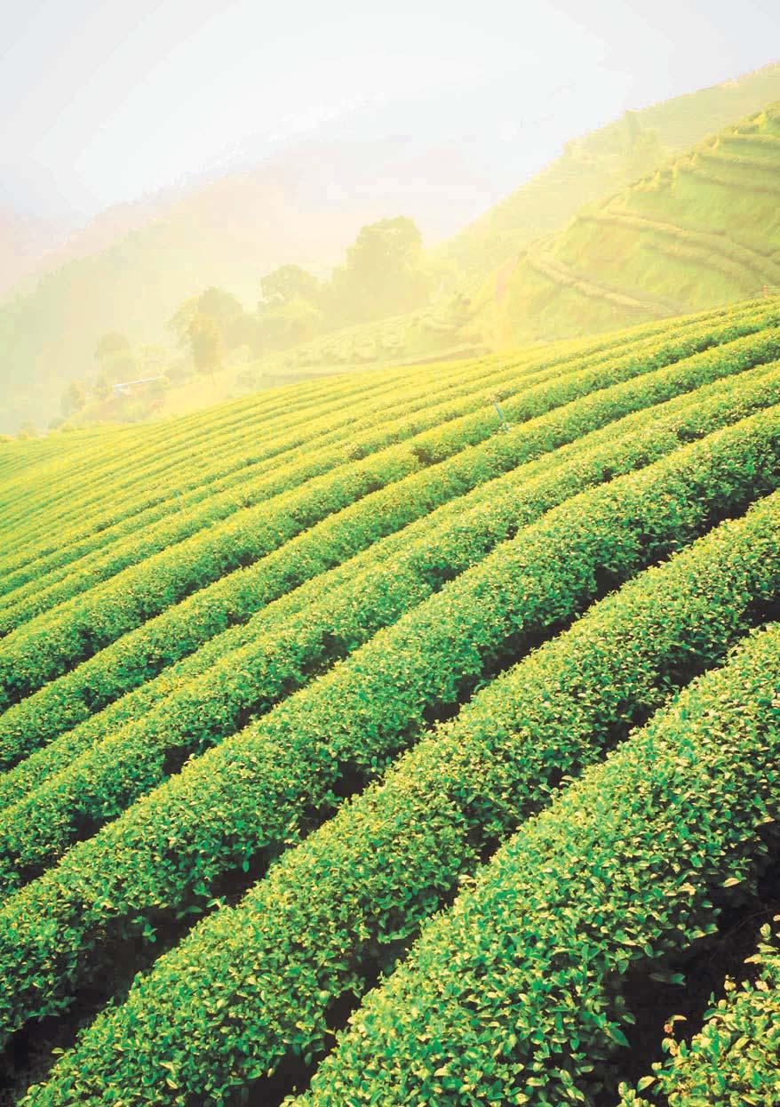 Matcha Green Tea Matcha has a wide range of benefits, including: Enhances mood Increases energy levels Boosts immune system