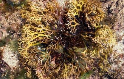 gum arabic Seaweed extracts carrageenin,