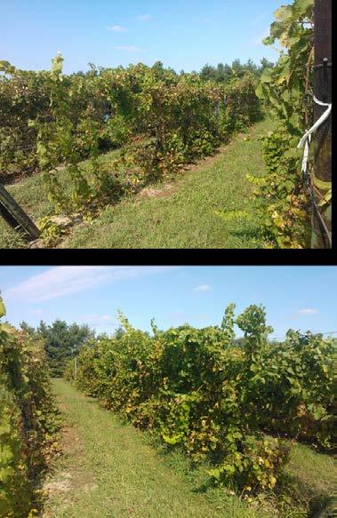 Leaf removal: a tool to improve crop control and fruit quality in vinifera grapes The Case of