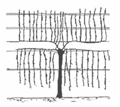 used in the experiments was Riesling clone 49 trained in a Scott Henry trellising system The six