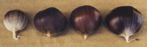 European chestnuts (American Chestnut