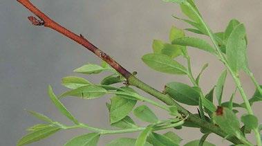 Leaf and flower buds above the canker are killed resulting in stem dieback. Leaf buds below the canker are not affected.
