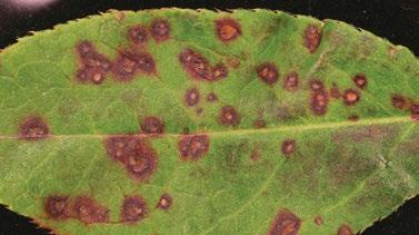 Late July to early August leaves begin to shrivel and drop. The fungus is presumed to overwinter in infected leaves. Infection is presumed to occur in mid-june.