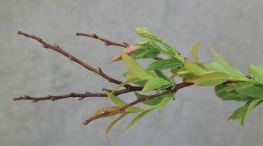 LOW TEMPERATURE INJURY 22 Occurs during the winter months, during early spring before bud break or during the bloom period.