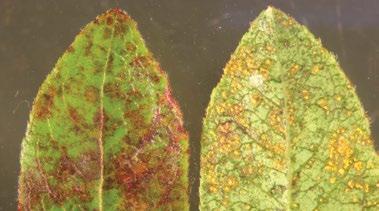 LEAF RUST 9 Thekopsora minima (formerly Pucciniastrum vaccinii) High Mid-late July first symptoms appear as isolated red lesions on both leaf surfaces.