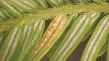 Late August-early September lesions on leaves become numerous causing the leaf undersurface to be covered with yellow pustules.