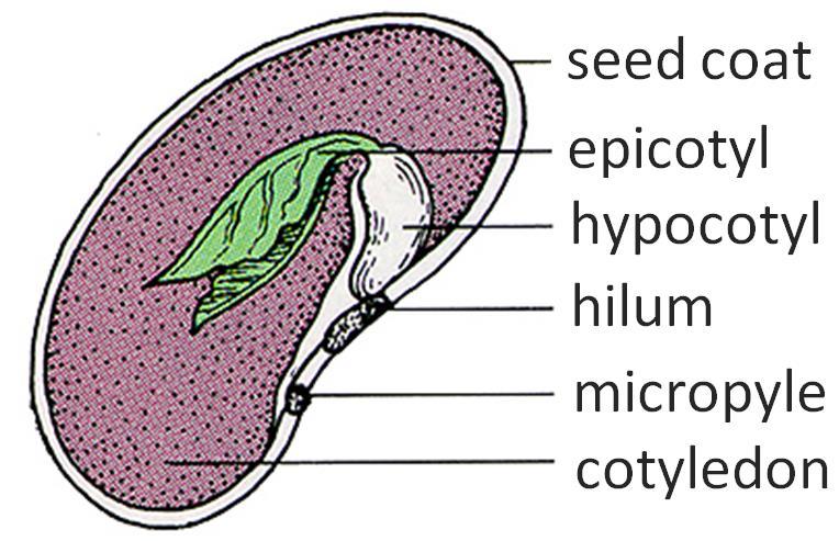 Discovering Seeds embryo Center A Seed Dissection Instructions: Draw a picture of your