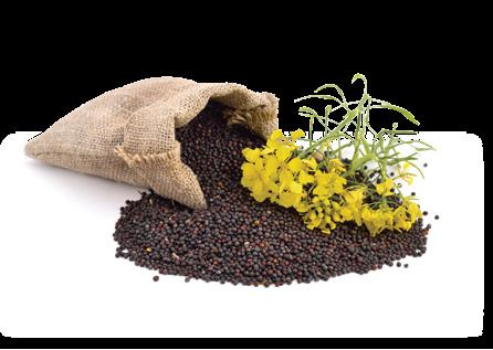 India Applications: Rapeseed/Canola Meal is