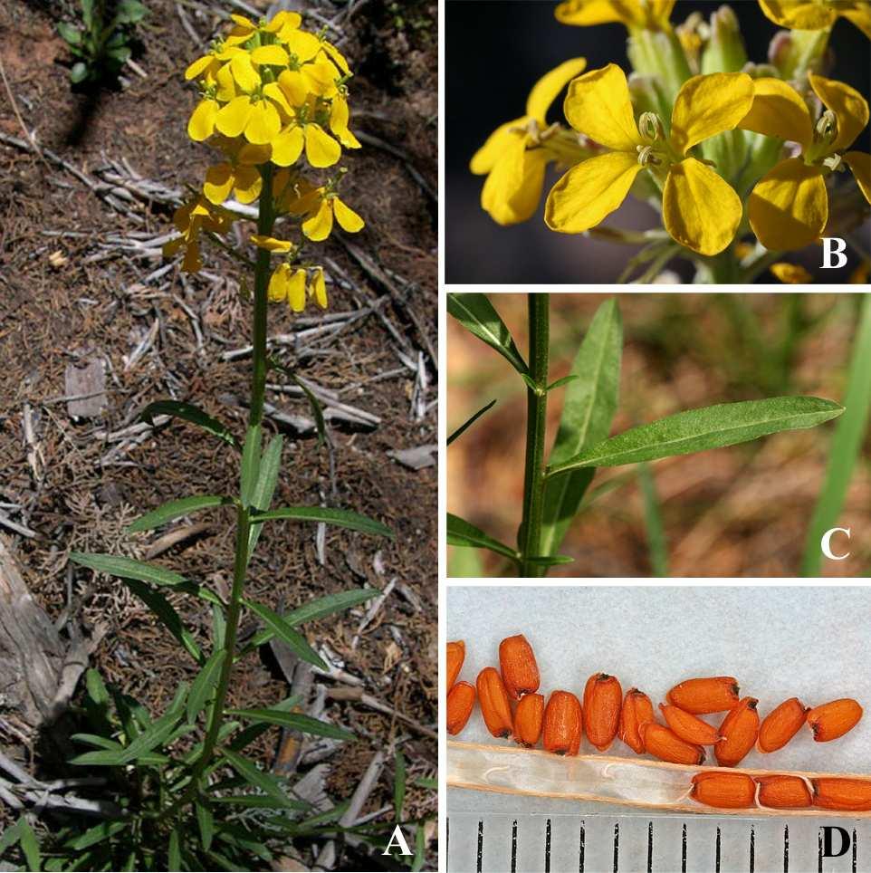 Felger et al.: Southwestern Arizona flora, Brassicaceae and Burseraceae 20 showy, the petals yellow, 15 25 mm long.