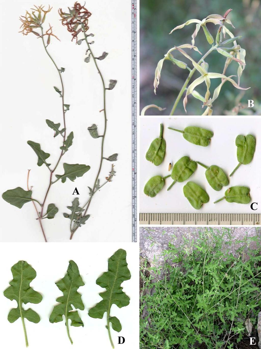 Felger et al.: Southwestern Arizona flora, Brassicaceae and Burseraceae 26 Lyrocarpa coulteri Hooker & Harvey Lyre-pod; ban censañig. Figure 16.