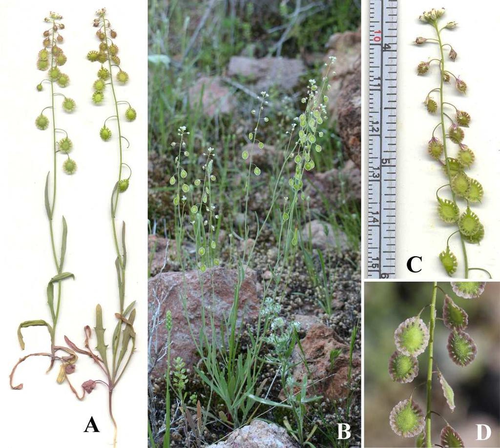 Felger et al.: Southwestern Arizona flora, Brassicaceae and Burseraceae 42 Figure 30. Thysanocarpus curvipes. Estes Canyon: (A & C) 2 Mar 2008; (D) 27 Feb 2014.