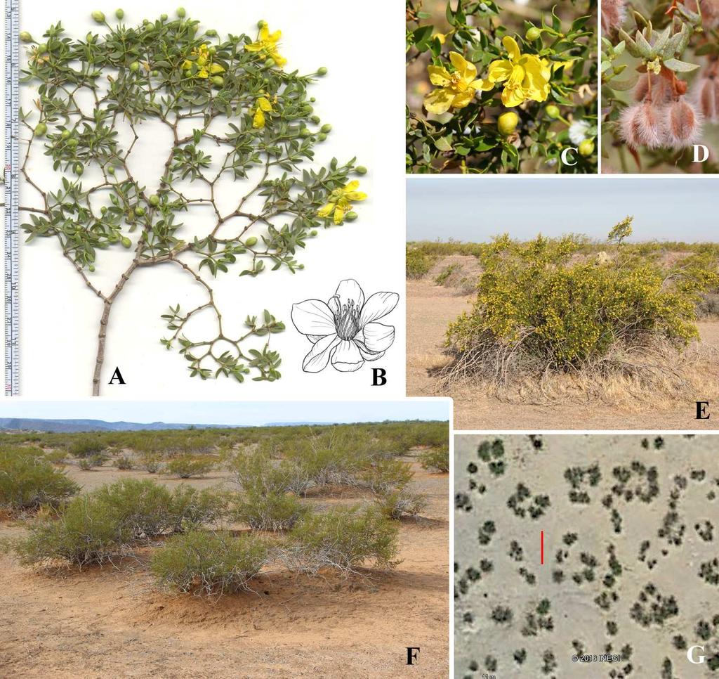 Felger & Rutman, Flora of SW Arizona, Solanaceae to Zygophyllaceae 60 better.