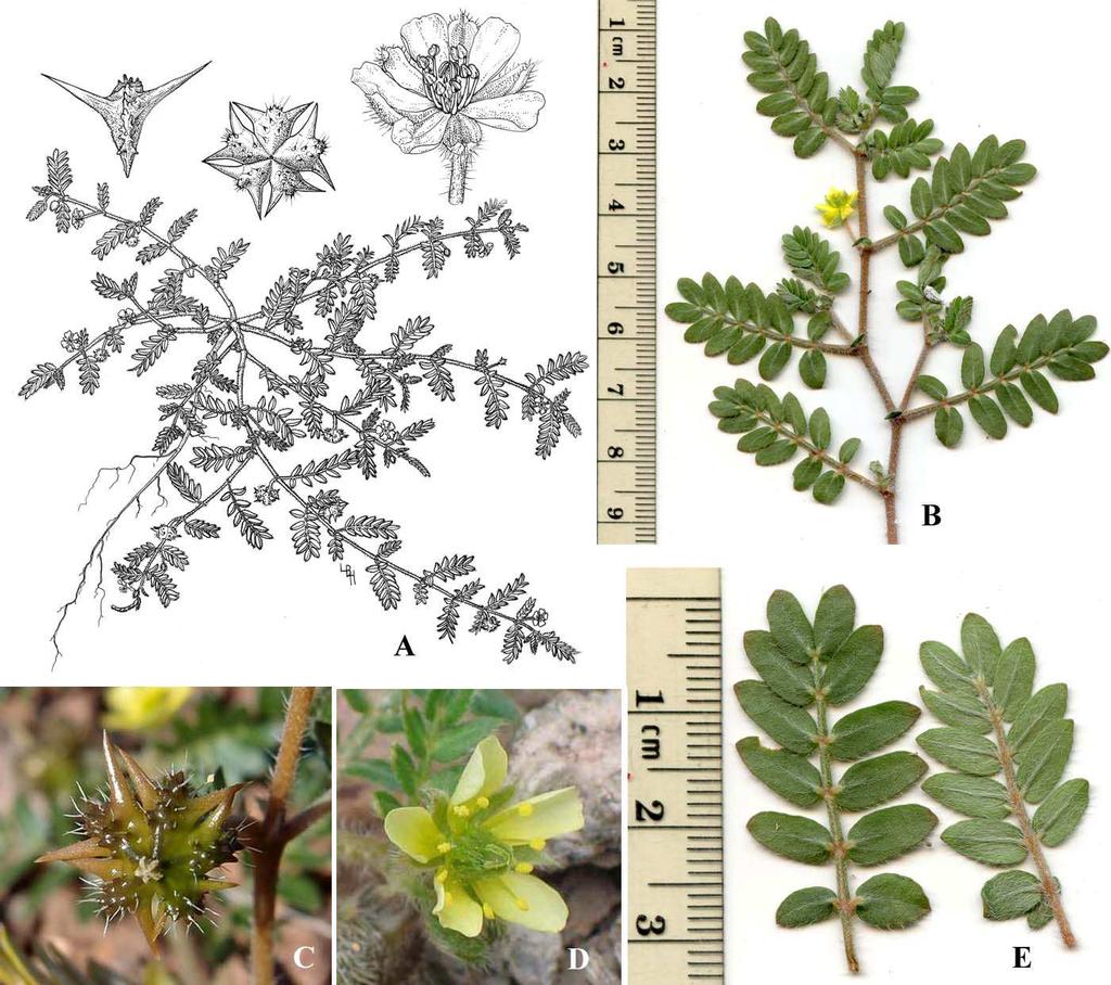 Felger & Rutman, Flora of SW Arizona, Solanaceae to Zygophyllaceae 62 *Tribulus Caltrop Herbaceous annuals and perennials. southwestern Asia; 25 species.