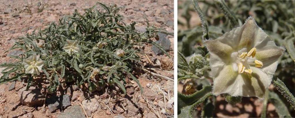 Felger & Rutman, Flora of SW Arizona, Solanaceae to Zygophyllaceae 7 Locally common in low-lying silty soils of playas, sand flats, valleys, and low dunes along the southern part of Cabeza Prieta and