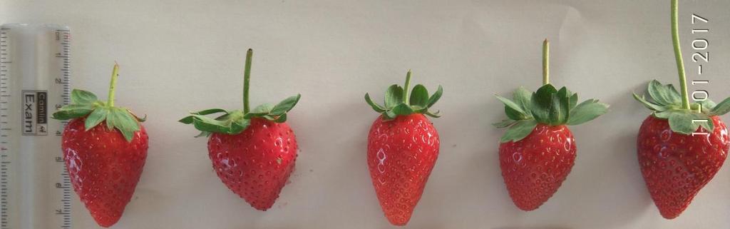 Plate.1 Variation in fruit characters among the five genotypes of strawberry T1 T2 T3 T4 T5 Among the biochemical traits (Fig. 2), Barak recorded the maximum total soluble solids (9.