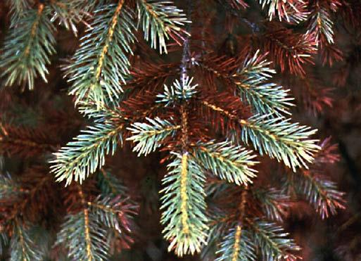 Spruce Needles Rhizosphaera