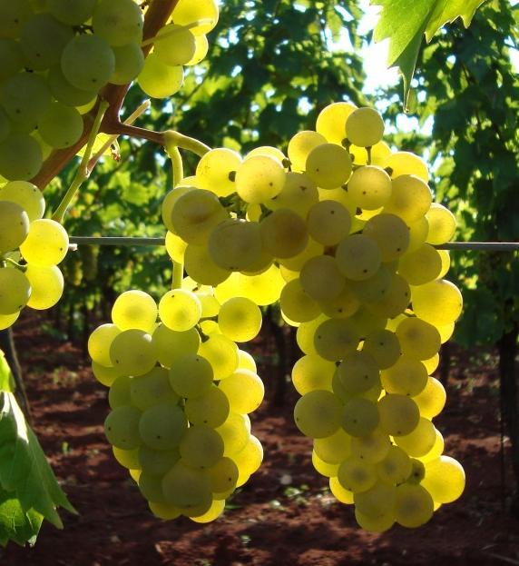 Cultivated area in Croatia 2000 ha Almost 60% of vineyard area in Istria region.