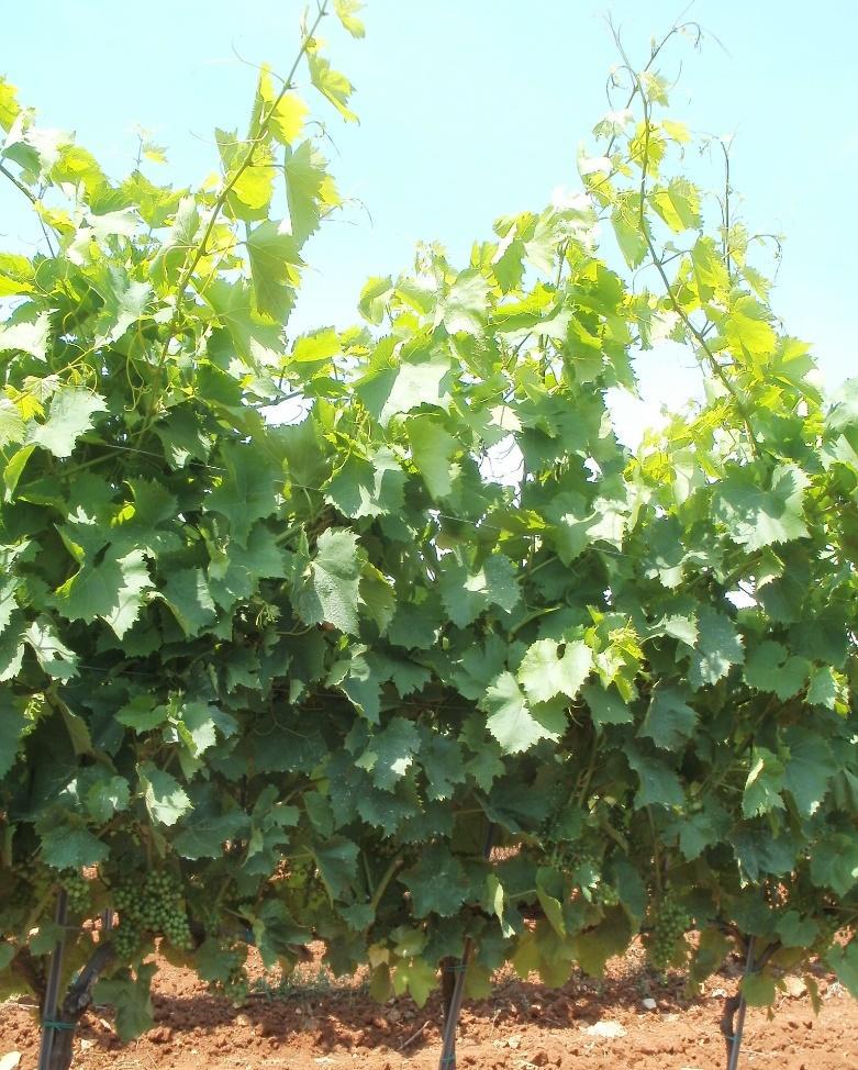 Productive characteristics of Istrian Malvasia High vigor (strong vegetative growth), especially on deep, fertile soils.