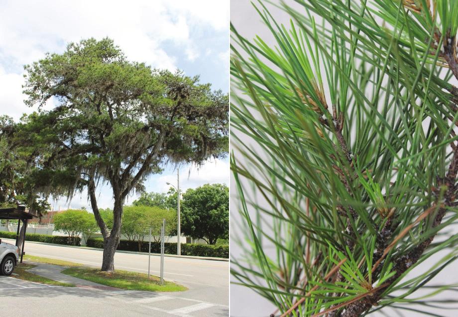 Sand Pine (Pinus clausa) Slash Pine (Pinus elliottii) Family: Pinaceae, pine family Florida Hardiness Zones: 8a 10b Family: Pinaceae, pine family Height: 25 40 Florida Hardiness Zones: 8a 11 Width: