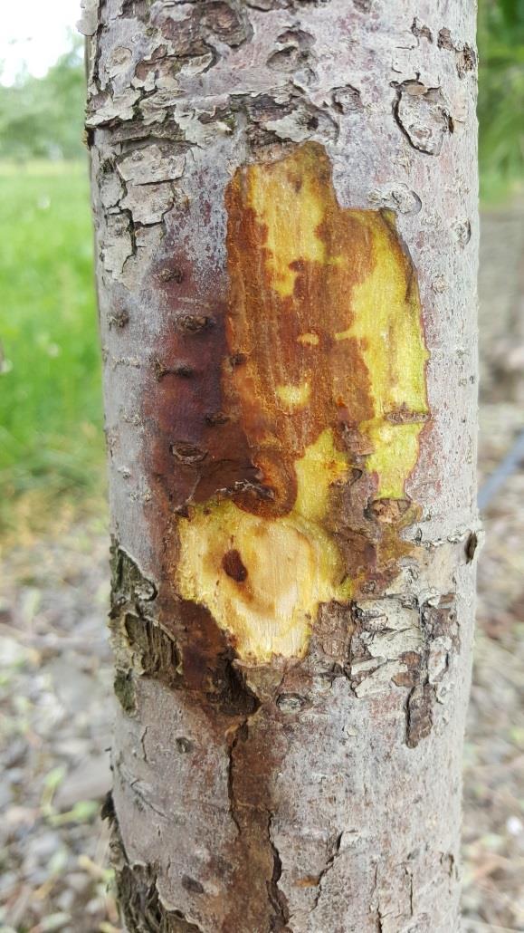Overwintering same as black rot Causes infections in hot summer days Soft rot (soggy, drippy fruit) Has