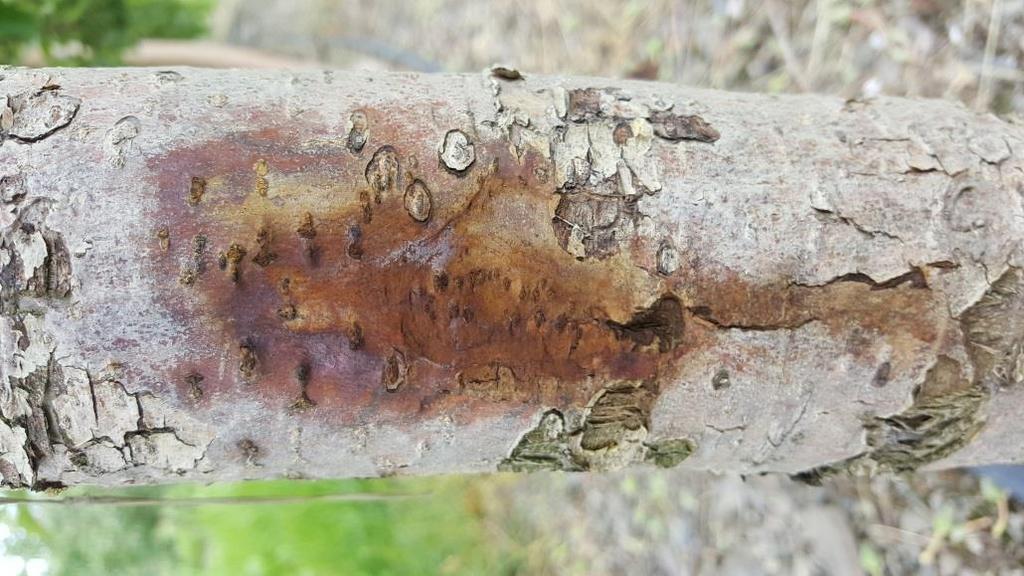 cankers (trunk, branches) Typical sign is flaky bark on the trunk Drought stress helps trunk and branch
