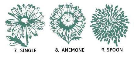 Asteraceae, it includes such as plants as