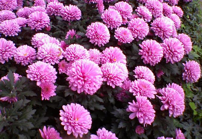 When selecting mums to grow be sure the cultivars are winter hardy, some mums will not survive our cold temperatures. Your planting site should be in full sun and have well drained soil.