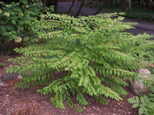 adequate moisture October: Ginkgo (Ginkgo biloba) A multistemmed deciduous shrub 5' to