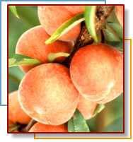 Recipes Peachy Crisp Makes 6 (1 cup) servings Each serving equals two 5 A Day servings 1/2 cup all-purpose flour 1/4 cup granulated sugar 1/4 cup packed brown sugar 3 Tbsp chilled stick margarine or