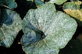 Powdery Mildew: upper surfaces of leaves
