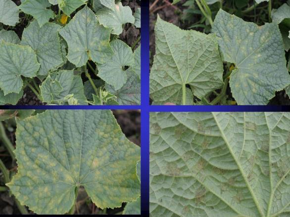 Other Important Cucurbit Diseases in Illinois and Indiana Downy Mildew Downy mildew on cucumber A pumpkin filed with downy mildew-infected plants Downy Mildew Control, 2015 Leaf infection,