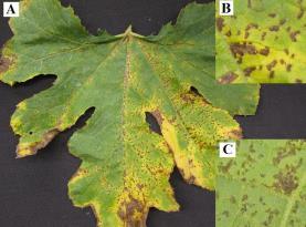 Effective Management of Downy Mildew of Cucurbits Fungicides for downy mildew - Revus + Bravo