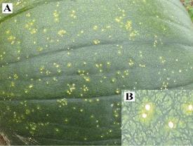 Cucurbit Diseases in Illinois and Indiana Bacterial Spot Collapse of pumpkin fruit infected by