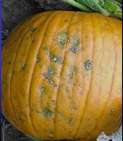 pumpkins and winter squash Pathogen survives more than 24 months in the field Pathogen