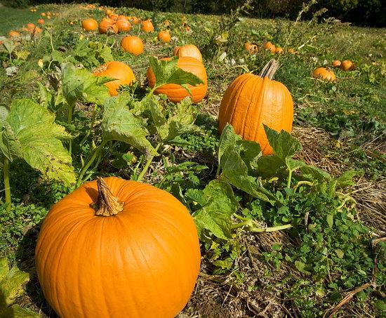 From there the French changed it to pompon, the English again changed it to pumpion and finally the American colonists developed the word pumpkin.