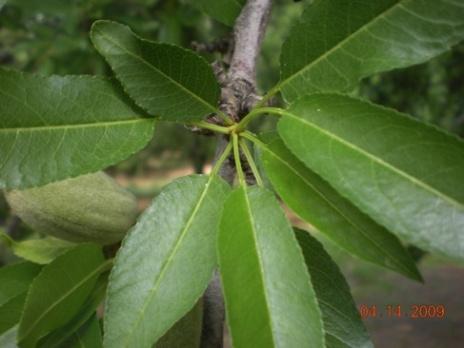 In each selected tree a total of 11 non-fruiting spurs (NF), 11 one