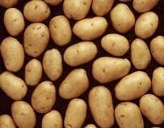 Will grow successfully in any type of soil and makes very nice tasting mash, baked and boiled potatoes. Good scab resistance. Baking, boiling, chipping, mashing and roasting.