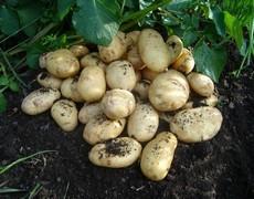 A popular garden Epicure First Early White Round variety. Foremost First Early White Oval Traditional favourite, with large tubers. Home Guard First Early White Short Oval Good "new" potato.