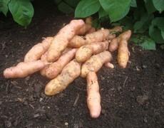 SALAD PINK FIR APPLE Popular in Victorian kitchen gardens this knobbly salad potato has an unrivalled nutty flavour. Cooking with the skin on will retain its pink skin colour.