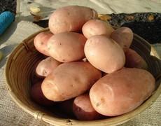 MAIN CROP PINK GYPSY Be the envy of the show bench with these attractive potatoes. Early main crop with great disease resistance. Excellent flavour.