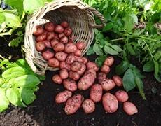 Avoid planting in light sandy soils. This variety has excellent resistance to both foliage and tuber blight. Boiling, mashing, superb roast potatoes.