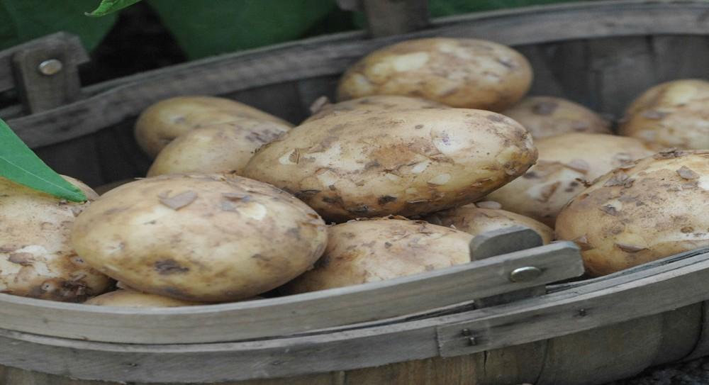 Crops of new potatoes will be ready as early as May while larger tubers can be