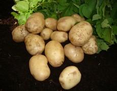 texture. Makes excellent baked potato. show good resistance to dry rot. Boiling, baking, chipping and salad.