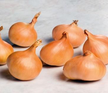 Producing good yields of crisp, white fleshed bulbs of excellent flavour for cooking, salads or for pickling. Bulbs have long storage potential.