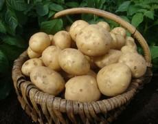 Without doubt one of the best tasting potato varieties available, with excellent cooking uses and disease resistance.