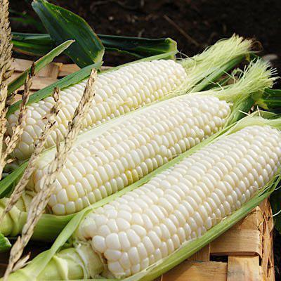Raw material Maize.